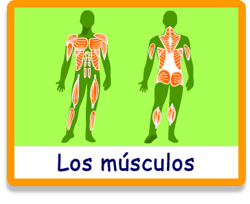 Los Músculos - Nuestro Cuerpo - Juegos - Juegos educativos en español, JuegosArcoiris